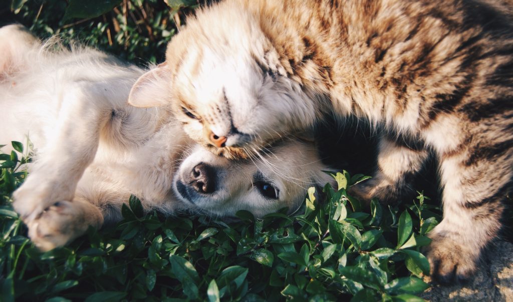 Social-emotional learning skills: Compassion. A tabby cat nuzzles a little blond dog against a backdrop of green plants.