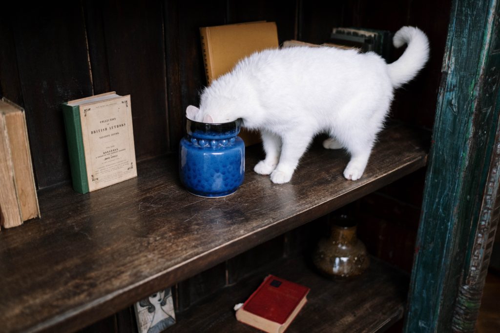 Social-emotional learning skill: curiosity. A white cat is standing on an old-fashioned bookshelf with its head in a blue jar.