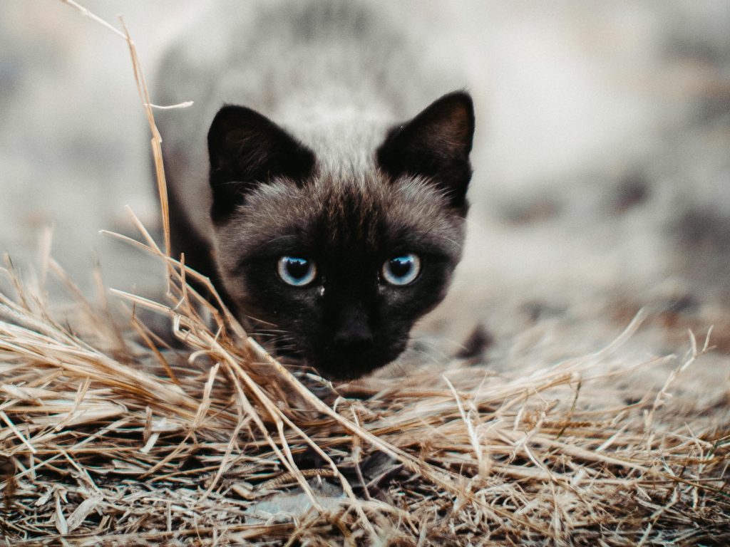 Social-emotional learning skills: Patience and persistence. A brown cat with a black face and ears and blue eyes stalks through straw.
